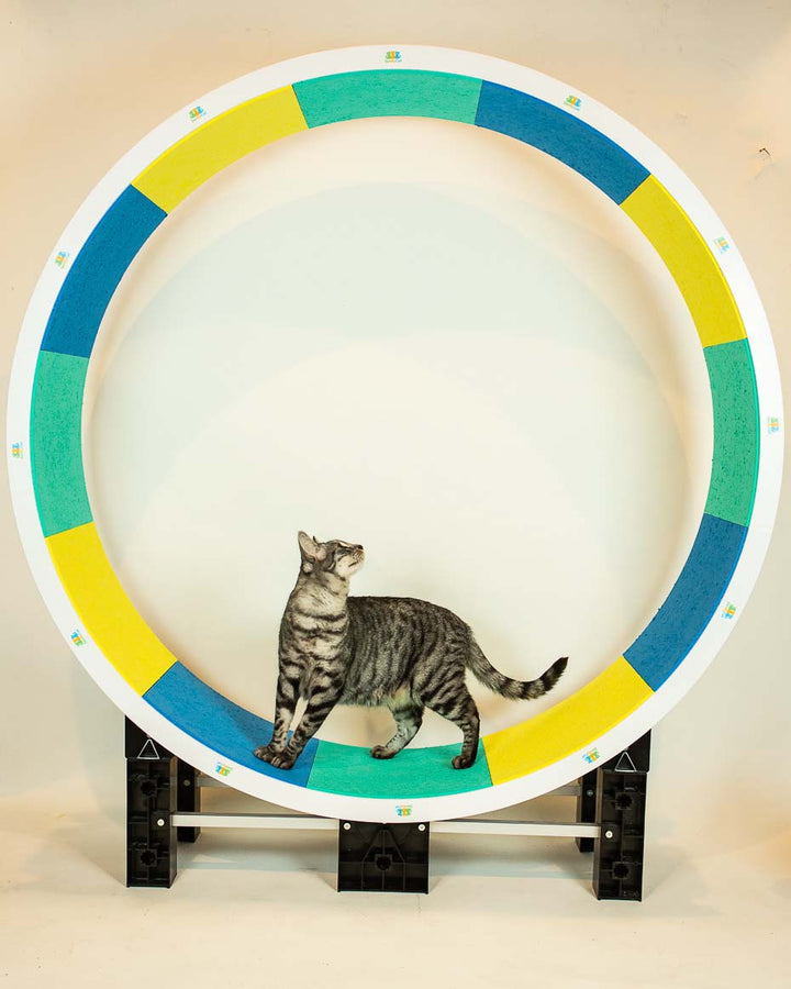 cat wheel runner