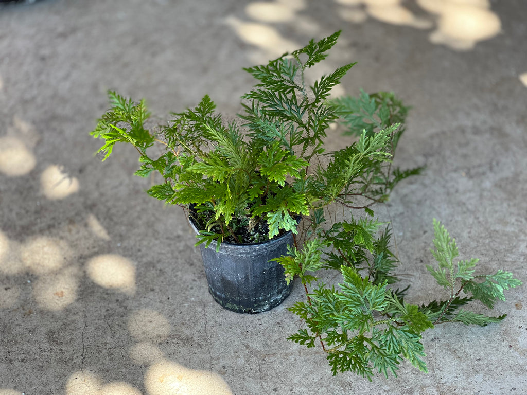 Selaginella plana – ‏‏‎ ‎Fairchild Tropical Botanic Garden