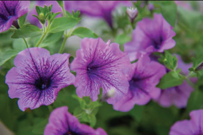 Petunias