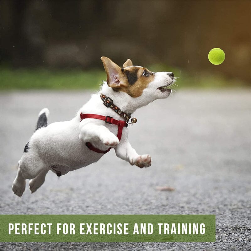 what tennis balls are safe for dogs