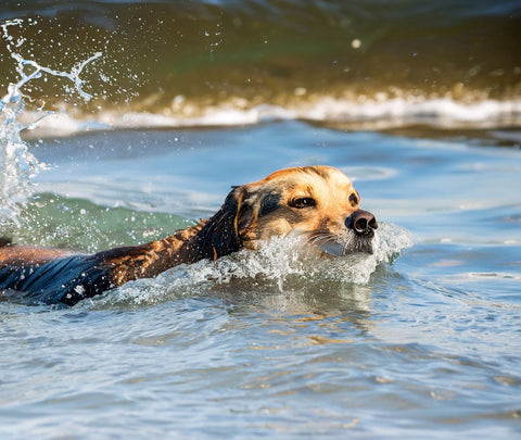 dog swimming in esperance water