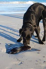 SEA HARE WASHED UP ON BEACH ESPERANCE WITH DOG SNIFFING IT