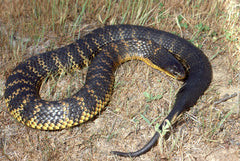 Tiger snake with yellow stripes