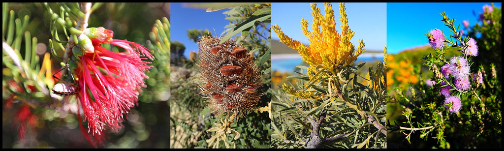 native esperance flowers at lucky bay and frenchmans peak 