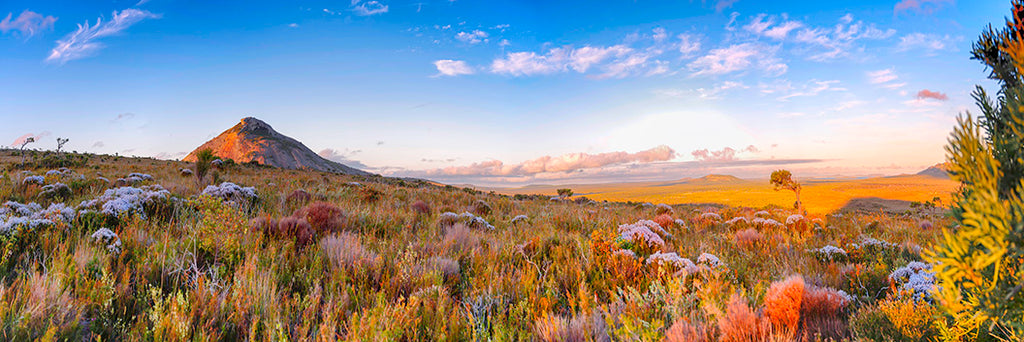 sun setting frenchmans peak landscape photo  with flowering Christmas tree 