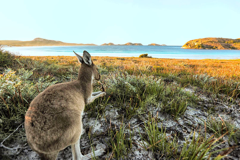 A kangaroo eating in the scrub overlooking  the lucky bay beach