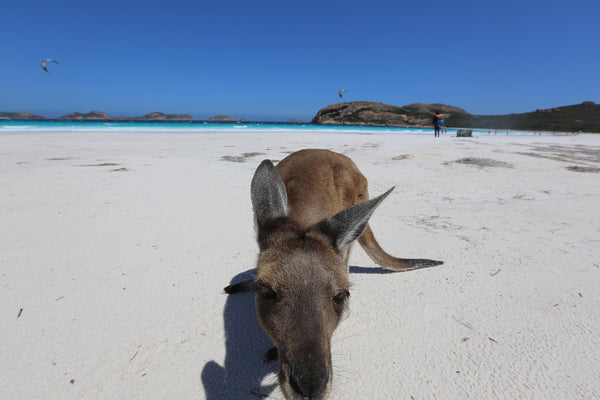 kangaroo  on the beach at lucky bay coming up to camera for a sniff of the lens