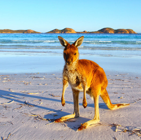 kangaroo during a golden hour end of the day shoot at lucky bay 