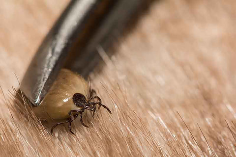 tweezers removing tick from dog hair