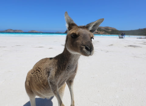 kangaroo at lucky bay with a in your face composition 