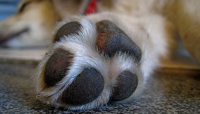 the happy dog paw