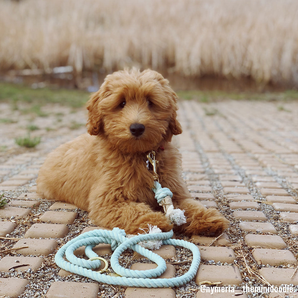 rope dog