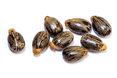 Castor Seeds