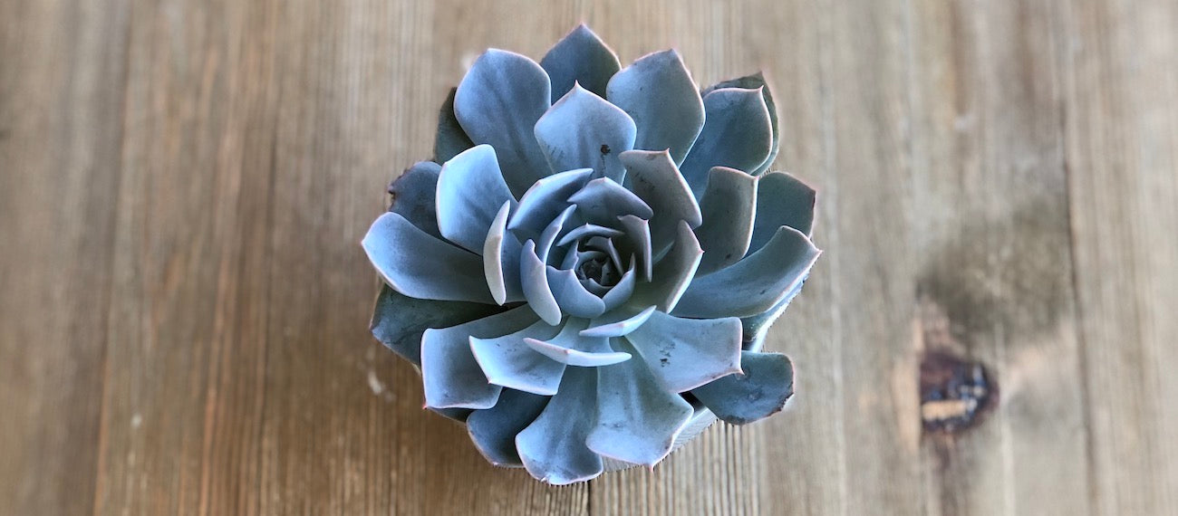 Echeveria subsessilis Morning Beauty in 4 inch ceramic pot