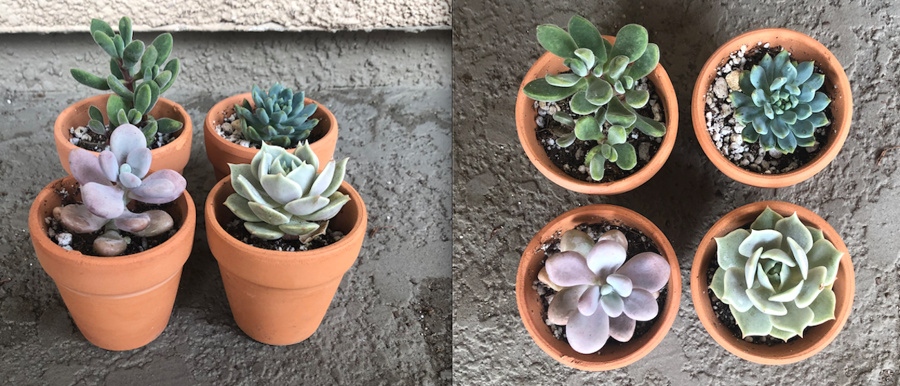 Succulent Summer Growth Rate 30 Days