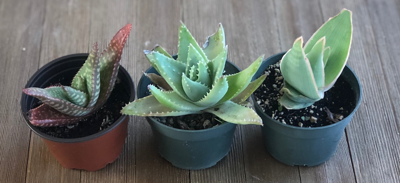 Aloe species must be brought indoors over freezing winters