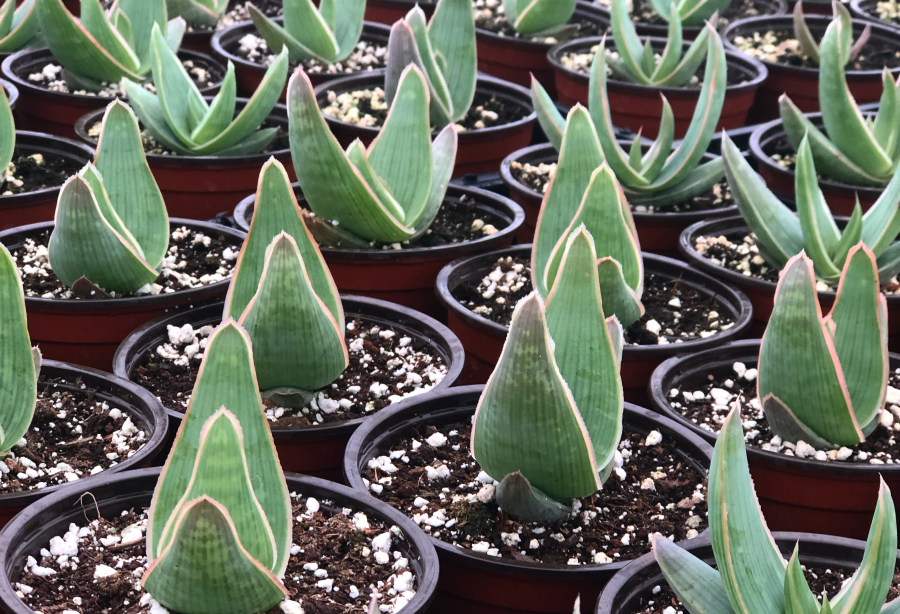 Coral Aloe Striata Succulent Care Tips