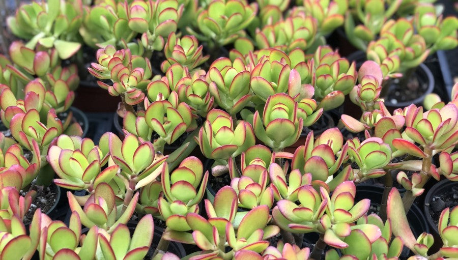 Crassula Baby Jade