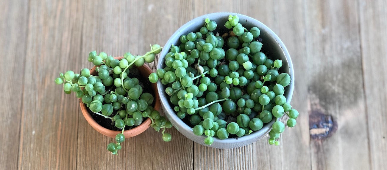 String of Pearls - Senecio  Harddy Succulent and Cactus Spotlight blog