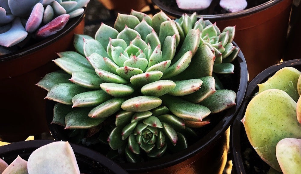 Echeveria offshoots care tips