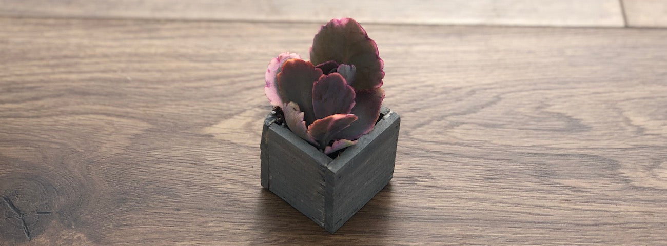 Young Kalanchoe Aurora Borealis succulent in wooden container