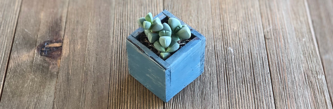 Small Young Corpuscularia lehmannii Ice Plant in blue wooden pot