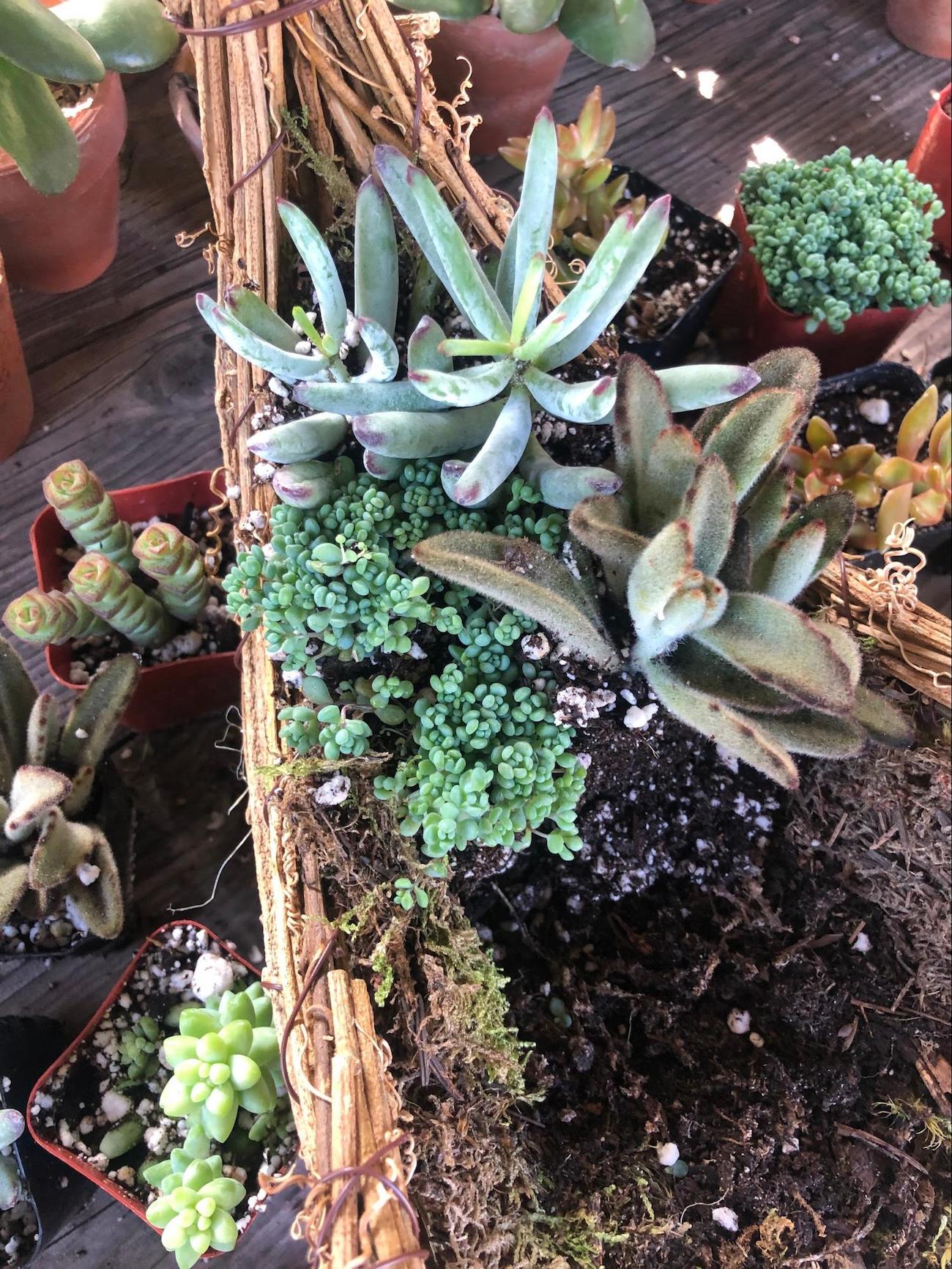 Add a variety of succulent textures, shapes and colors to cornucopia