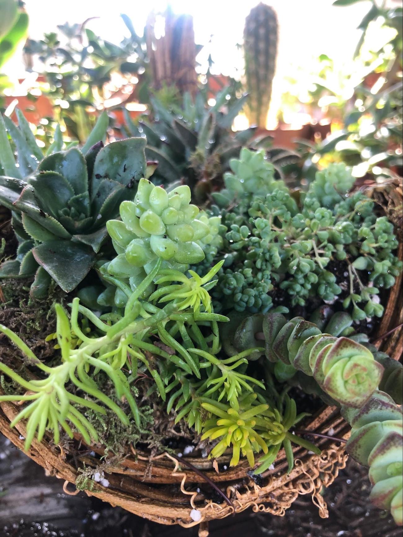 Cover bare parts of cornucopia with more succulents or moss
