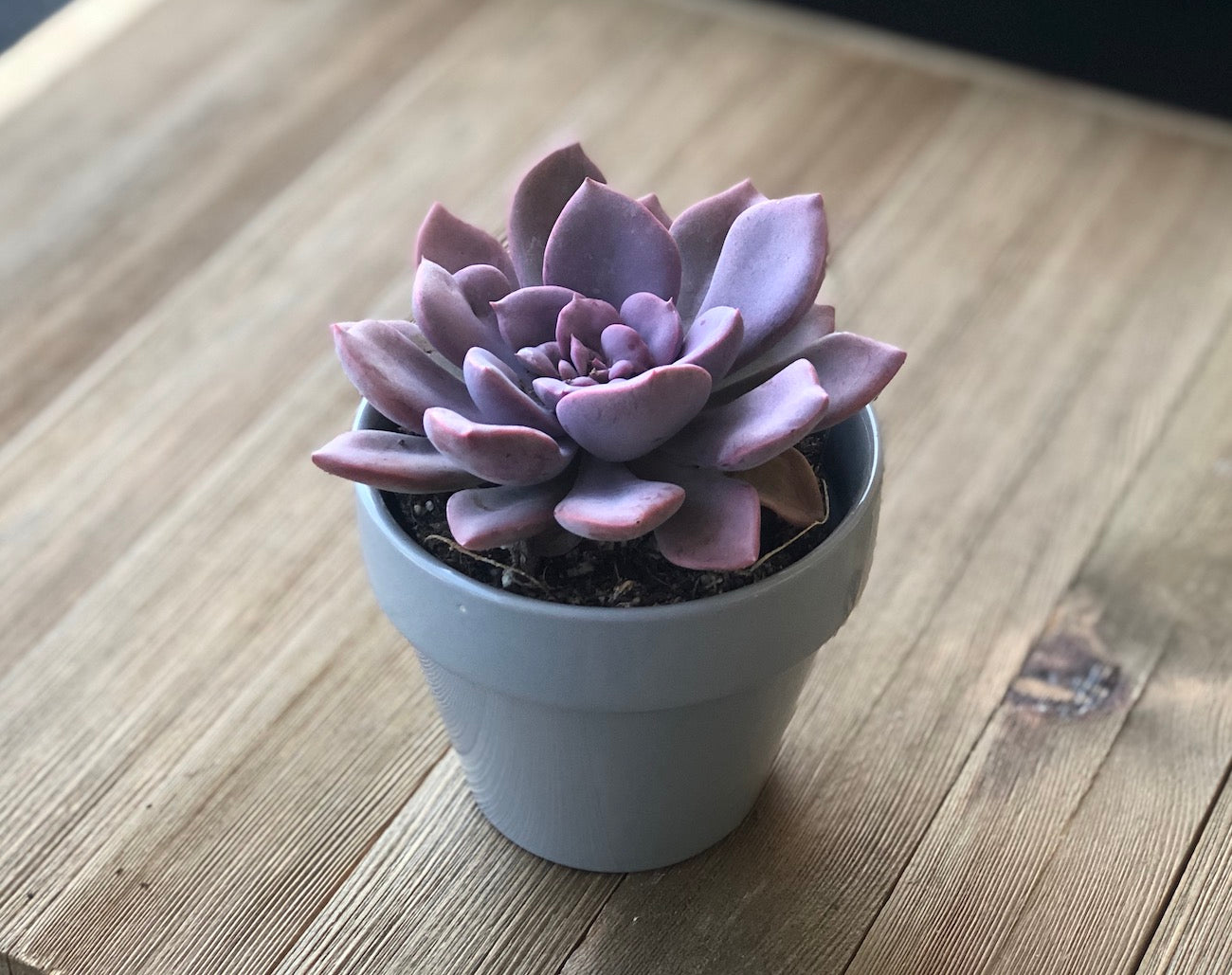 Graptoveria Debbie looks great in potted containers