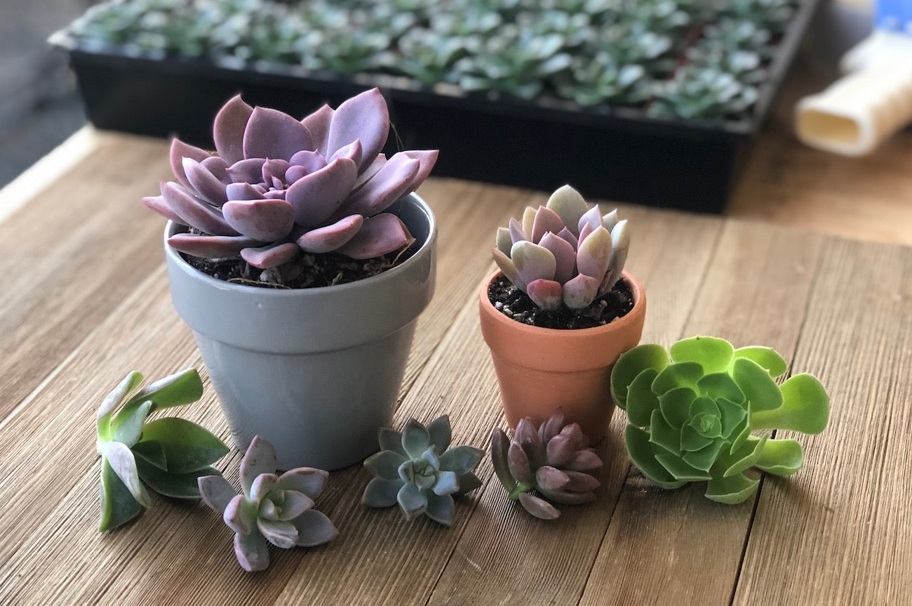 Small and Large Graptoveria Debbie