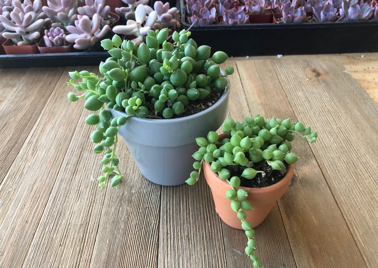 Planting succulents in terra cotta and ceramic containers