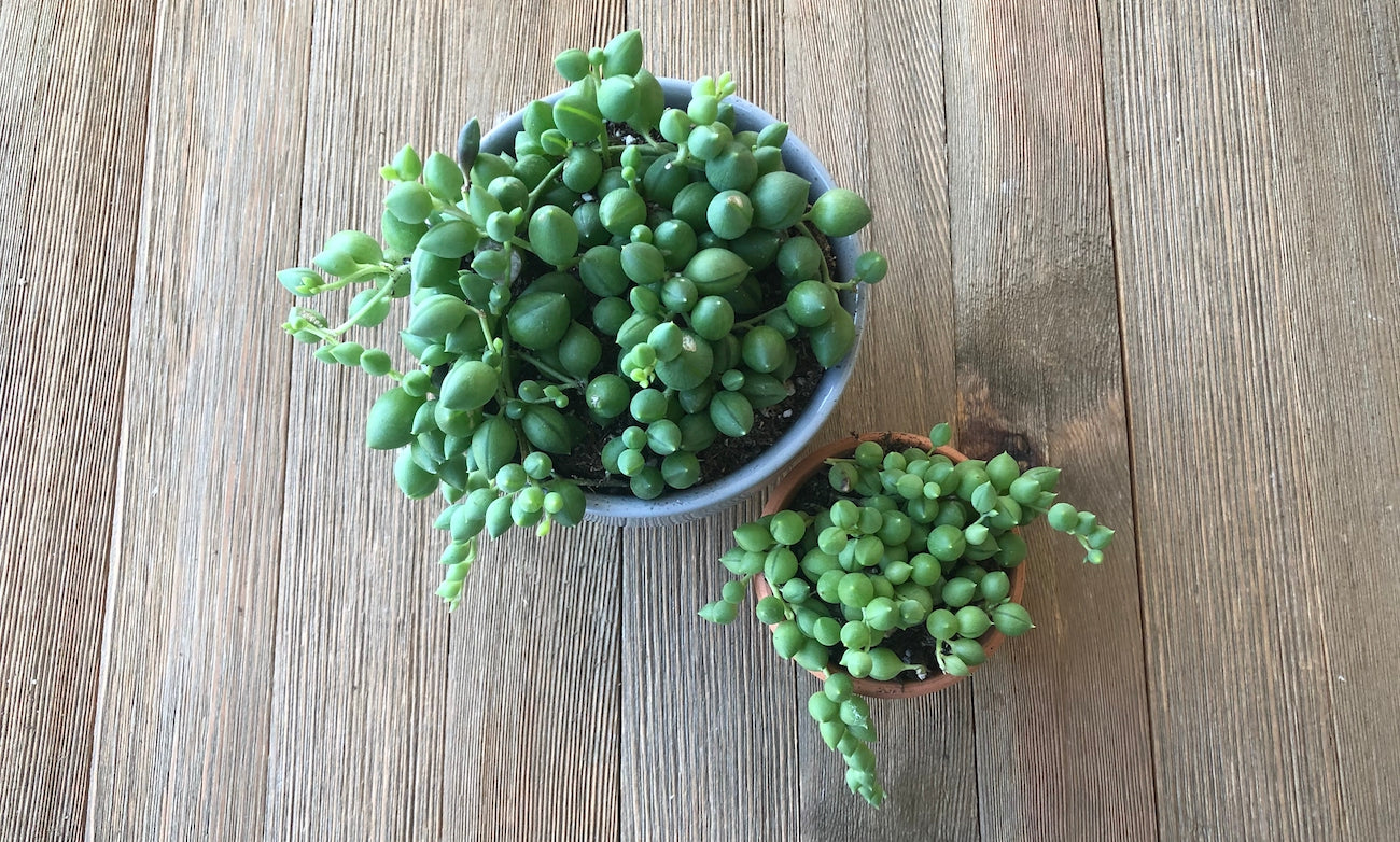String of Pearls are available for sale online Harddy.com