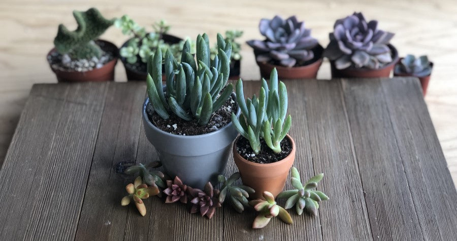 Succulent Spotlight Senecio Blue Chalk Sticks