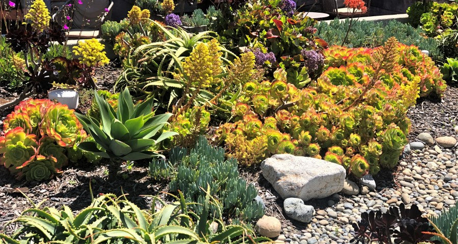Do succulents like to be crowded in landscapes