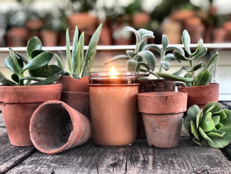 Preparing your Succulents for Fall Transition