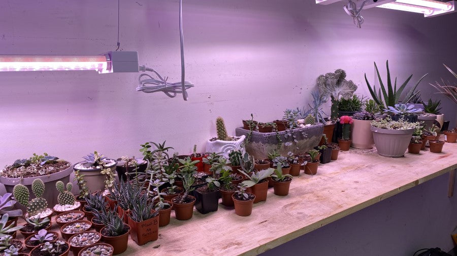 Artificial Grow Lights Hanging Over Succulents