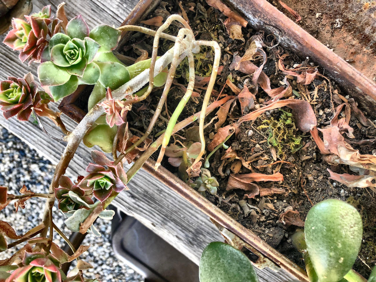Old neglected succulents were replaced