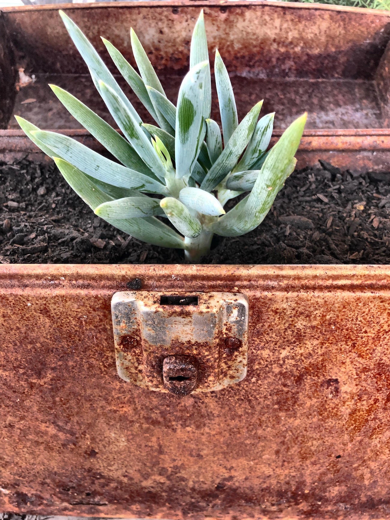First succulent planted in filebox