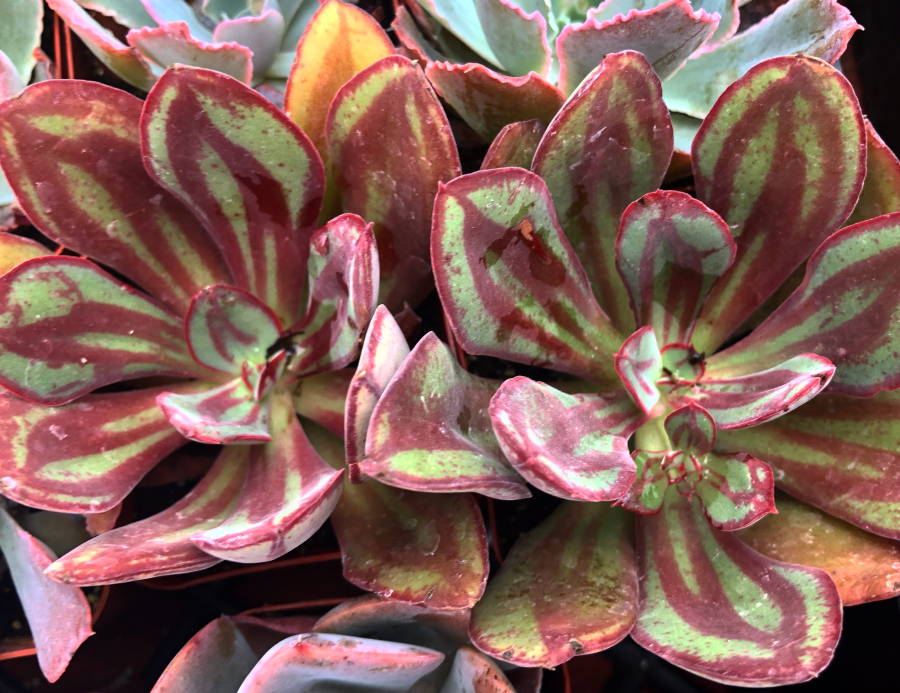 Painted Echeveria nodulosa Succulent Spotlight