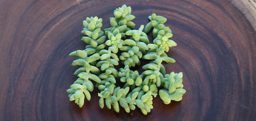 How to Prune Succulents