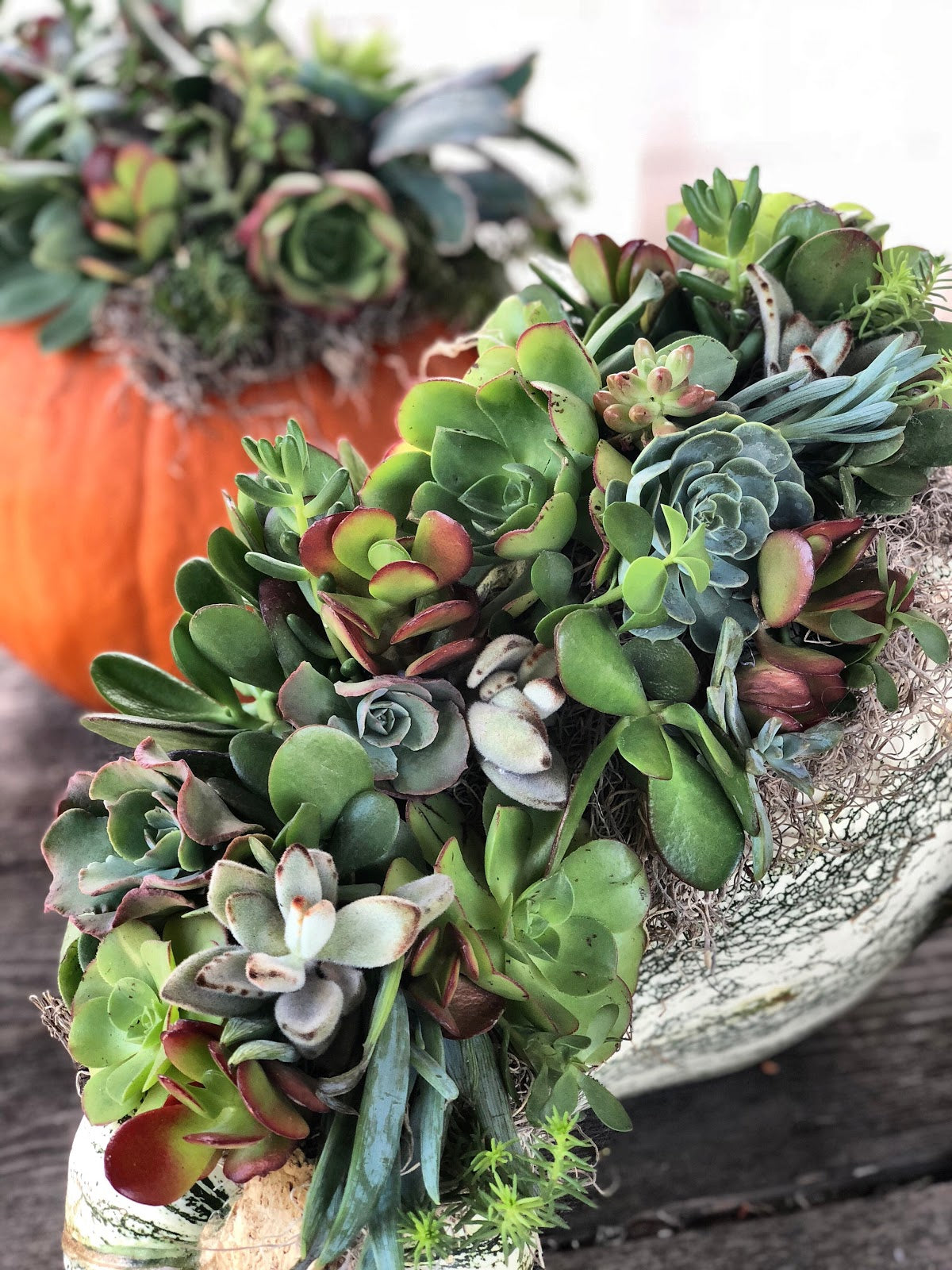 Succulent Pumpkin Arrangement DIY