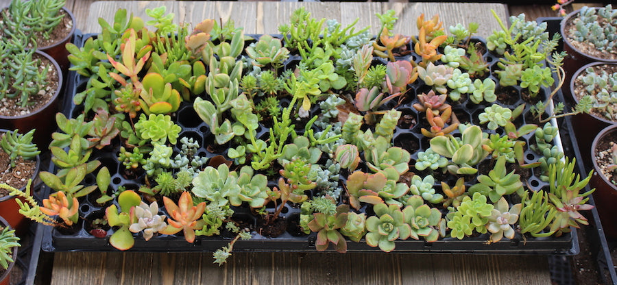 Succulent Plug Pack