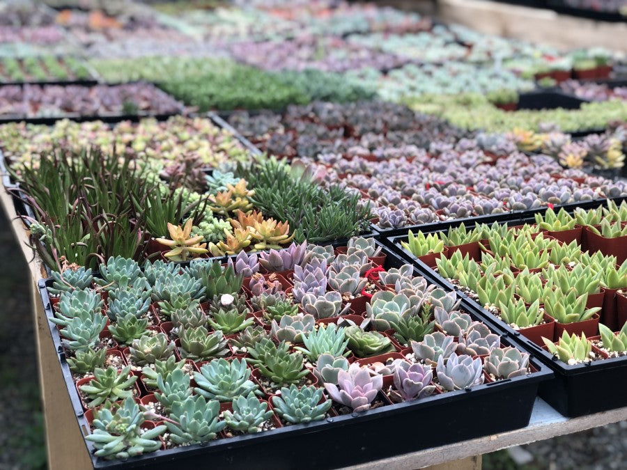 Where Succulents Naturally Grow