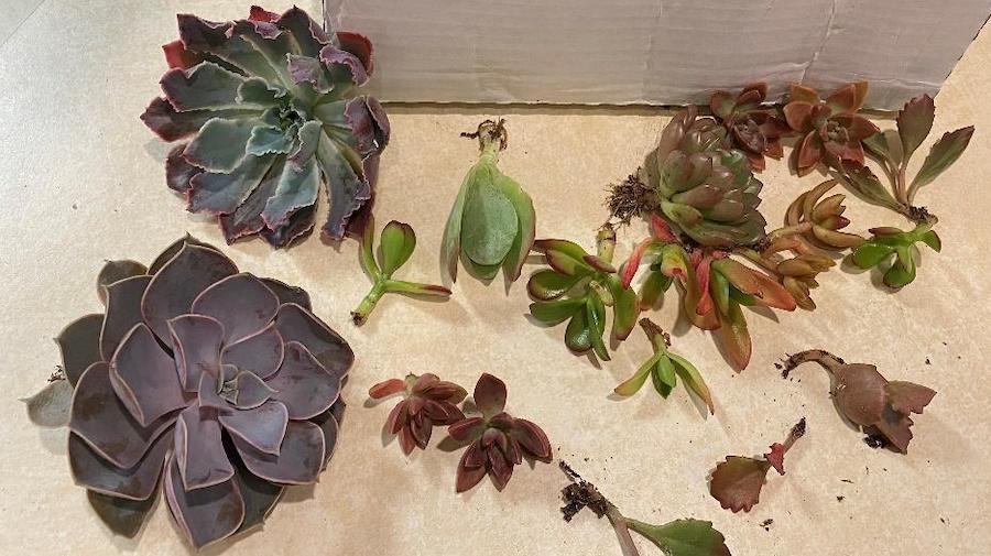 Succulents with roots cut off