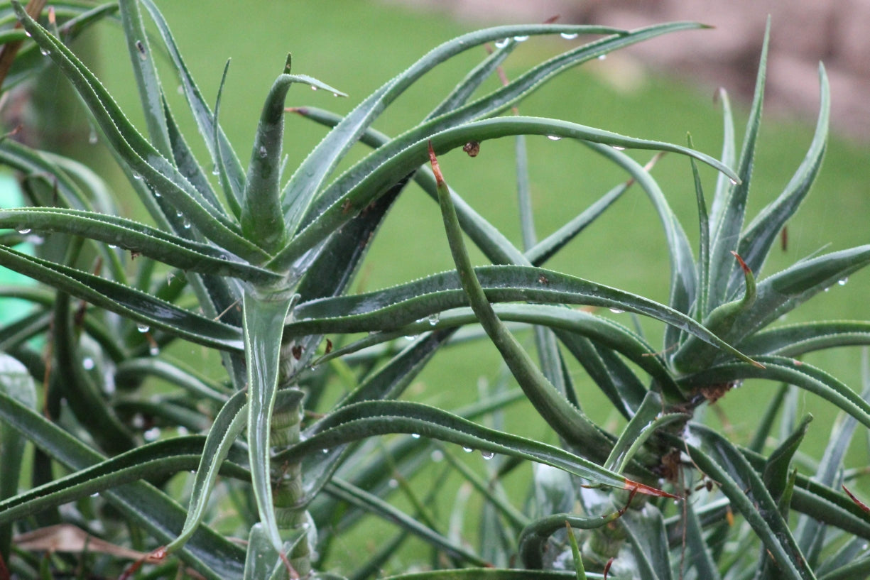 What Temperature Is Too Cold For Succulents Hardy And Soft Plants Harddy