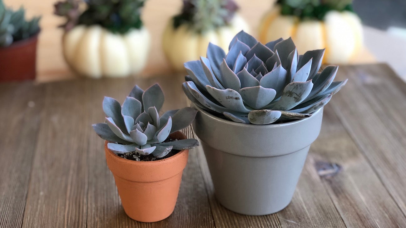 Echeveria Morning Beauty potted succulents