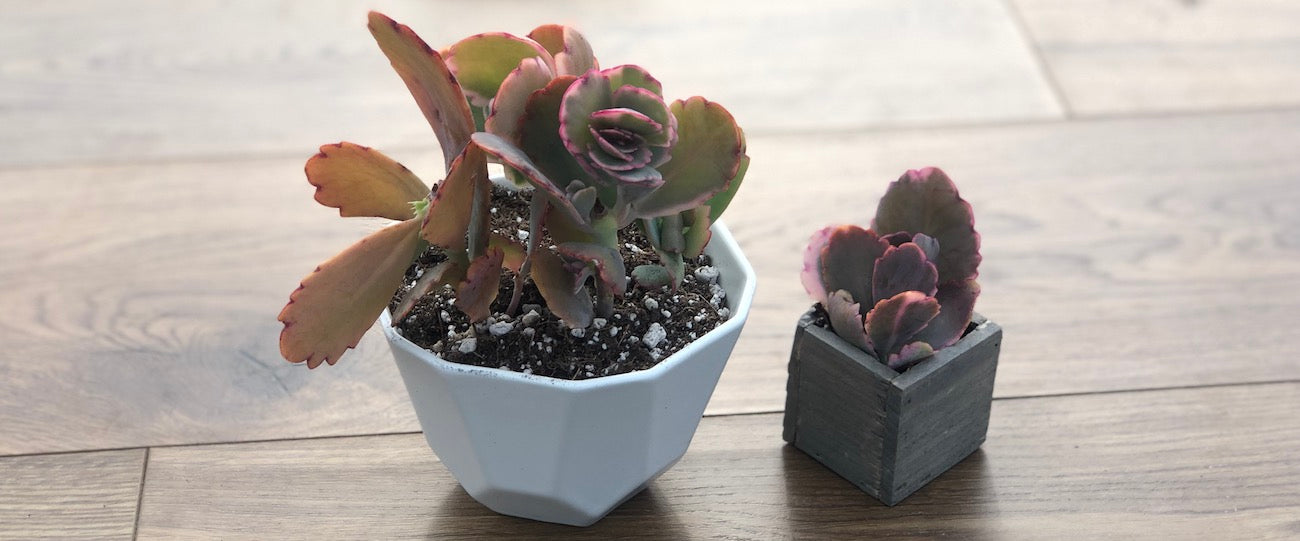 Kalanchoe Aurora Borealis potted in containers