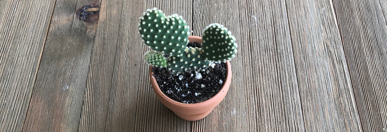 Polka dot cacti 2 inch