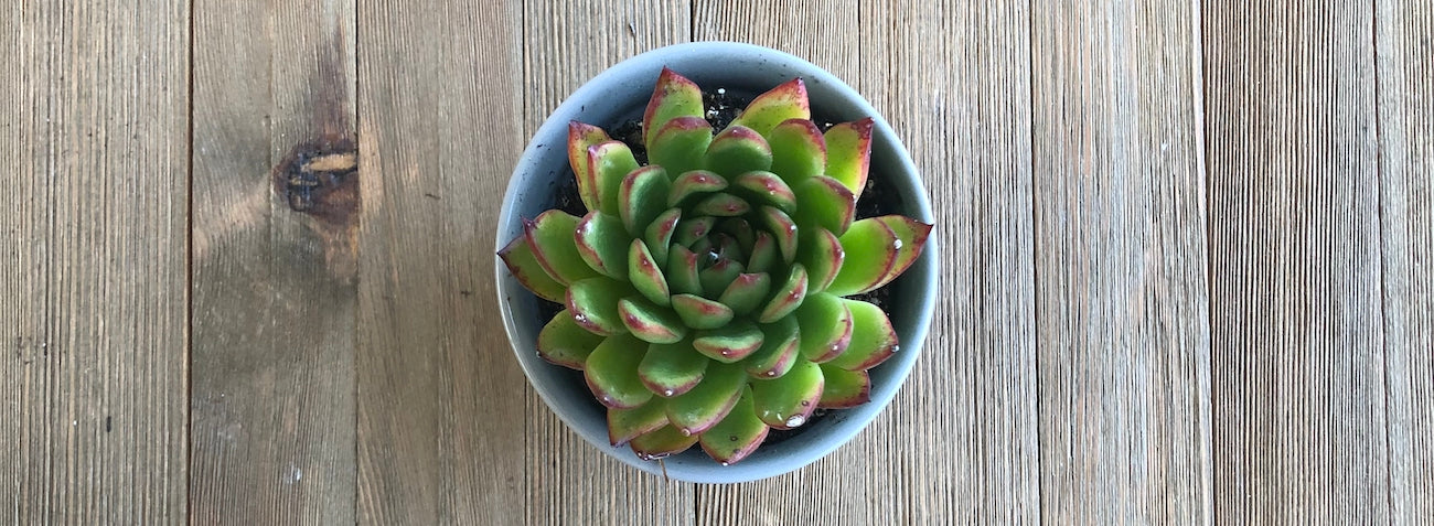 Echeveria agavoides is a small stemless succulent