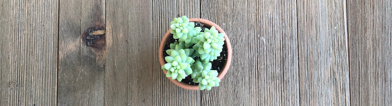 Sedum Donkey Tail are very sensitive to light, water, and touch